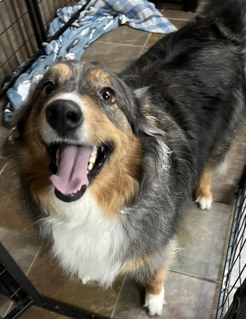 BAILEY GRACE - Australian Shepherd available for adoption