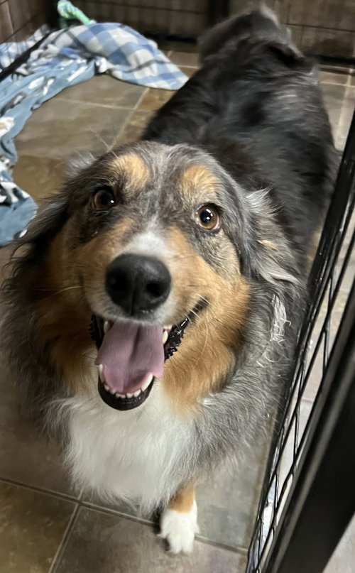 BAILEY GRACE - Australian Shepherd available for adoption