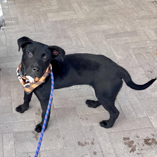 Wags, an adoptable Black Labrador Retriever in Louisburg, KS