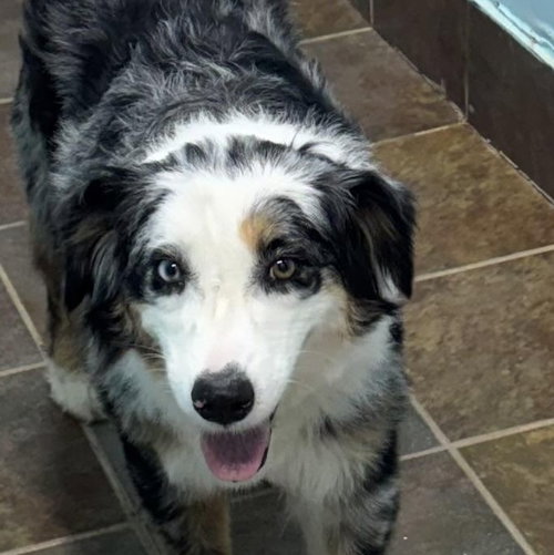 Sugar, an adoptable Australian Shepherd in Louisburg, KS