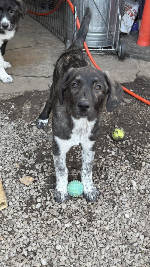 Titan, an adoptable Anatolian Shepherd in Louisburg, KS