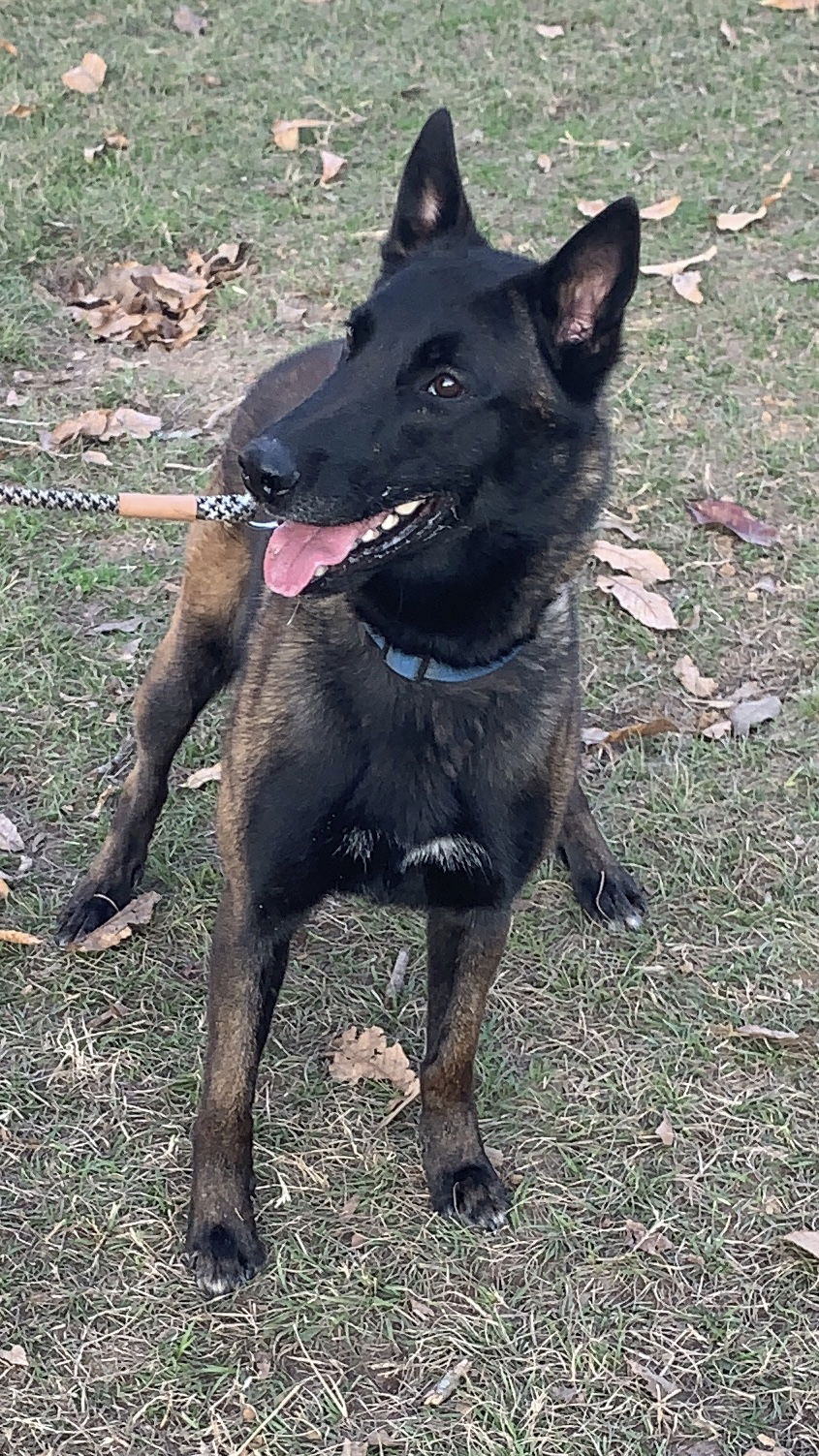 adoptable Dog in Amherst Junction, WI named Shadow - LA