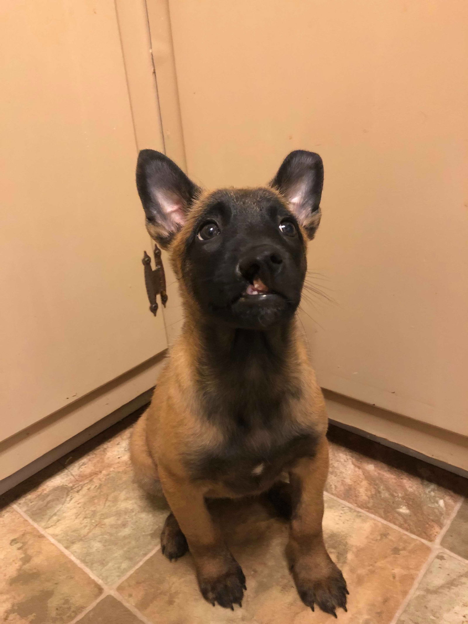 Malinois baby deals