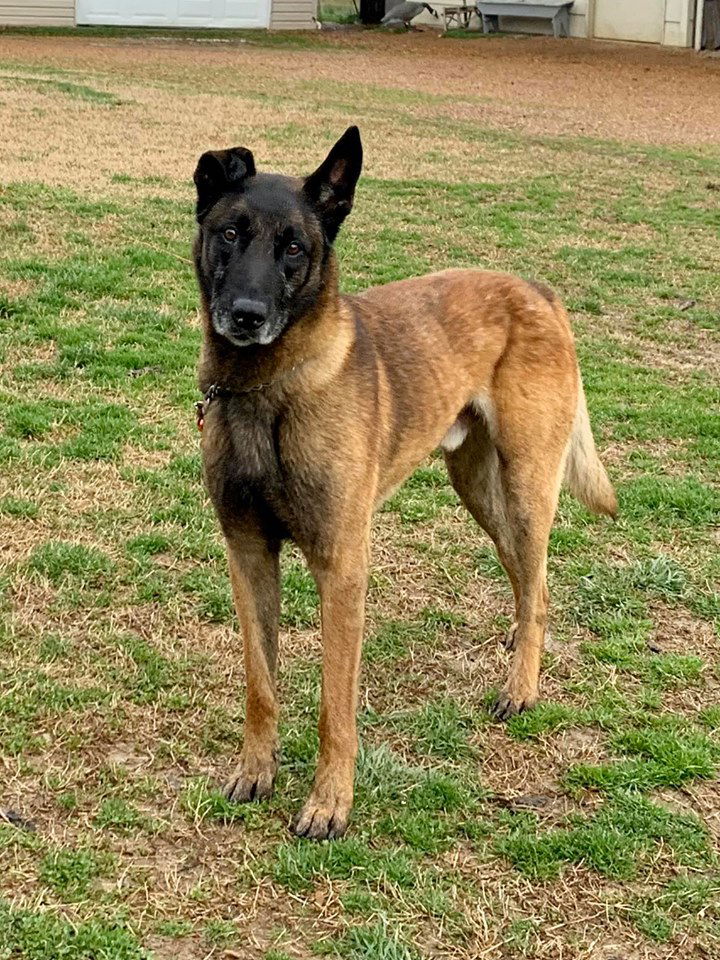 Bicolor malinois hot sale