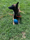 adoptable Dog in Amherst Junction, WI named Zara - PA