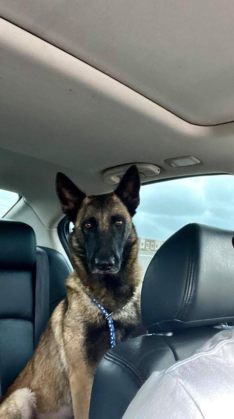 adoptable Dog in Amherst Junction, WI named Aria -TX