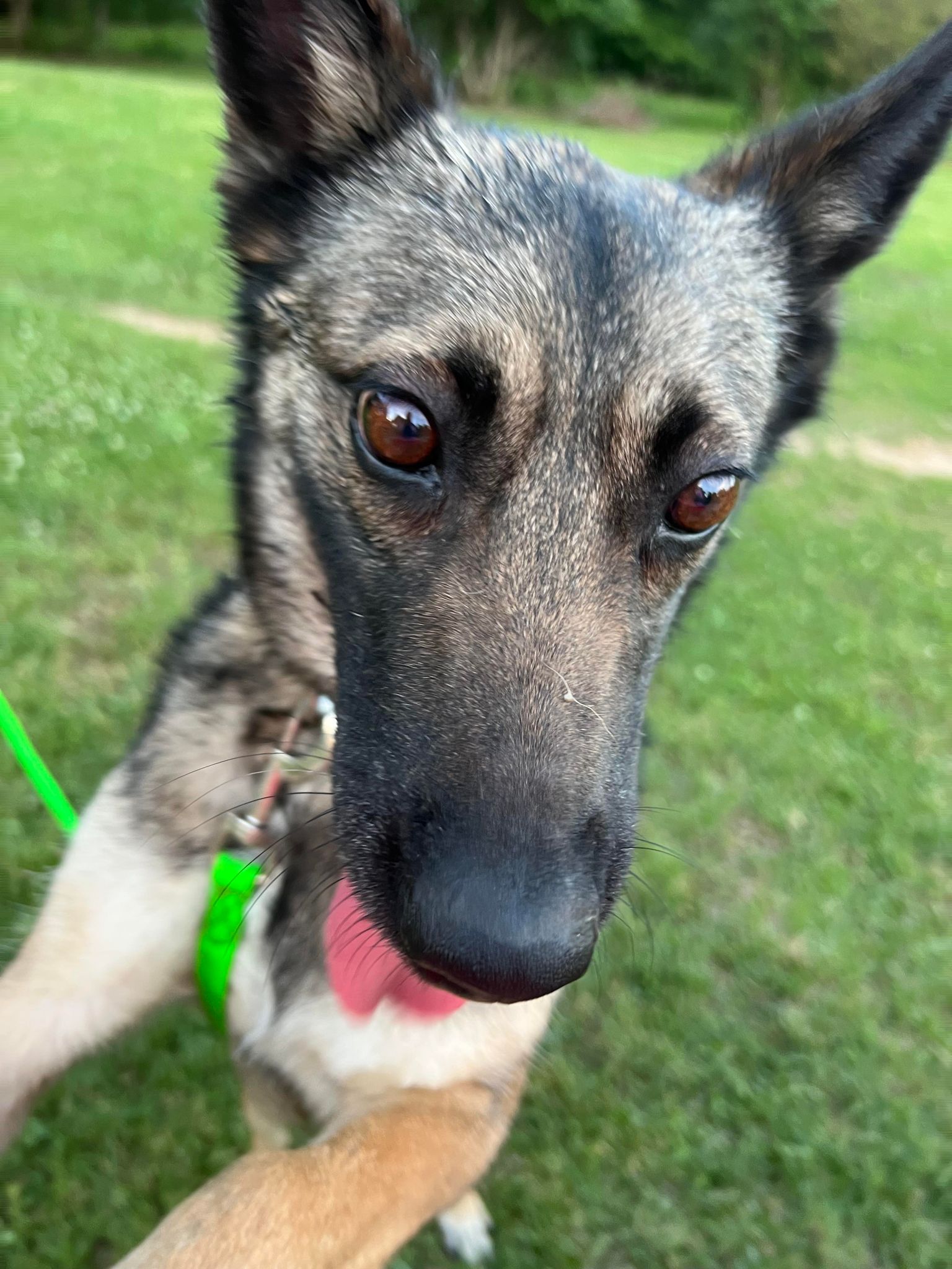 adoptable Dog in Amherst Junction, WI named Bridgett - KY