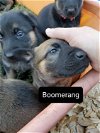Boomerang - TX