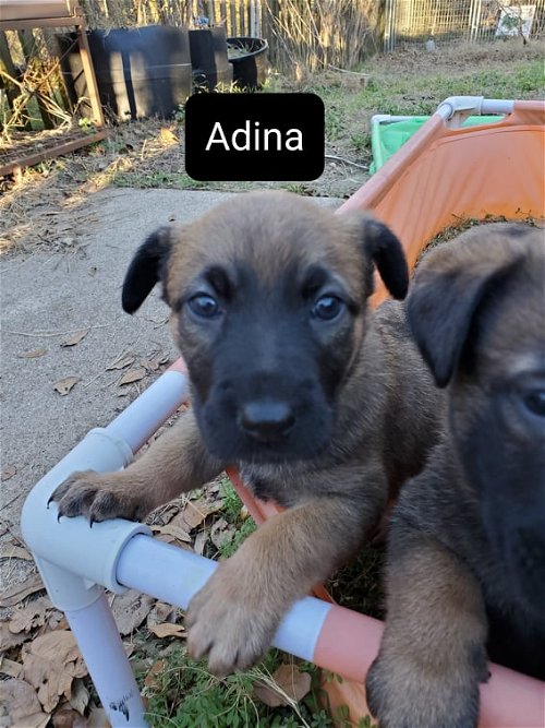 Adina - TX
