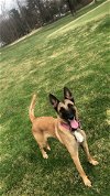 adoptable Dog in , WI named Roxie - CT