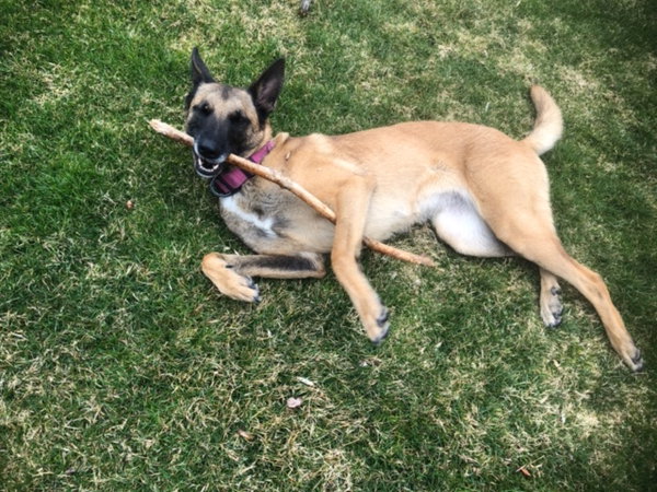 Roxie - CT