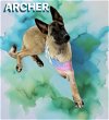 Archer - TX