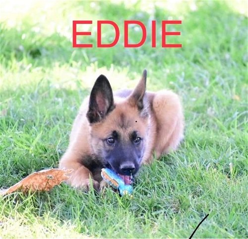 Eddie - TX