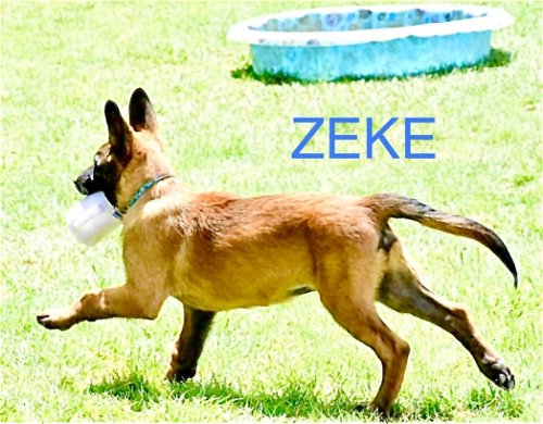 Zeke 2 - TX