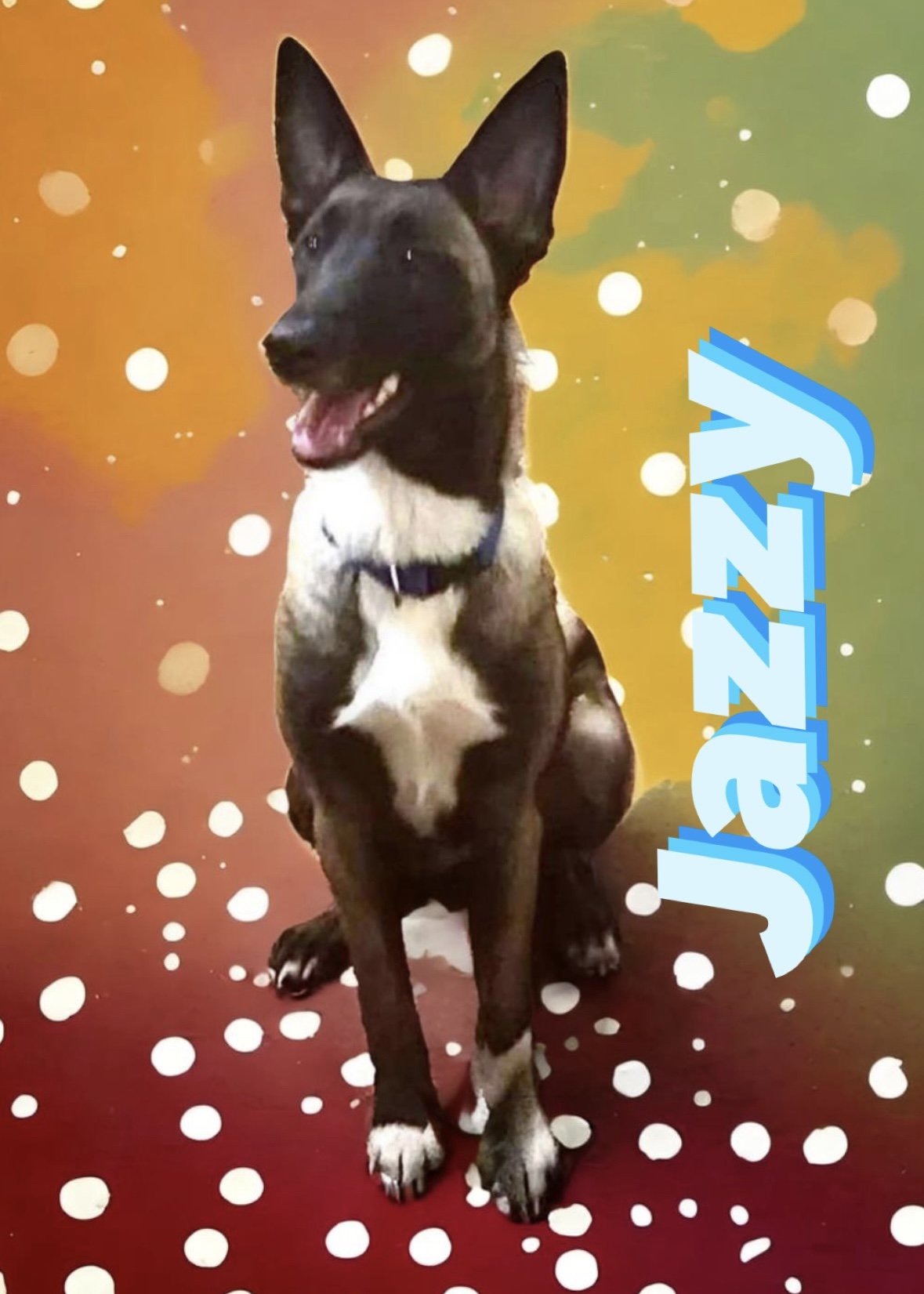 adoptable Dog in Amherst Junction, WI named Jazzy - TX