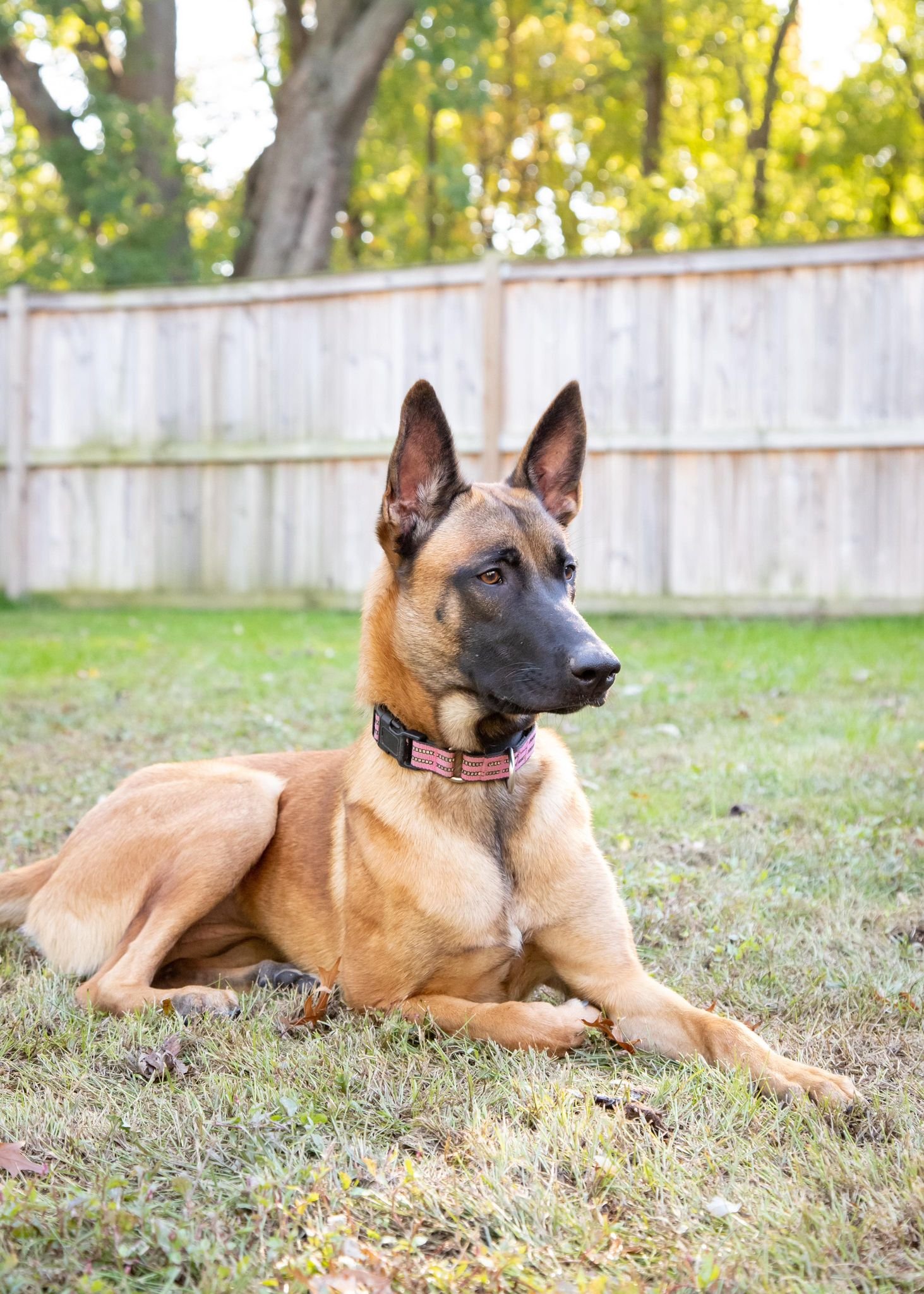 Dog for Adoption Charlie MD, a Belgian Shepherd Malinois in Colby