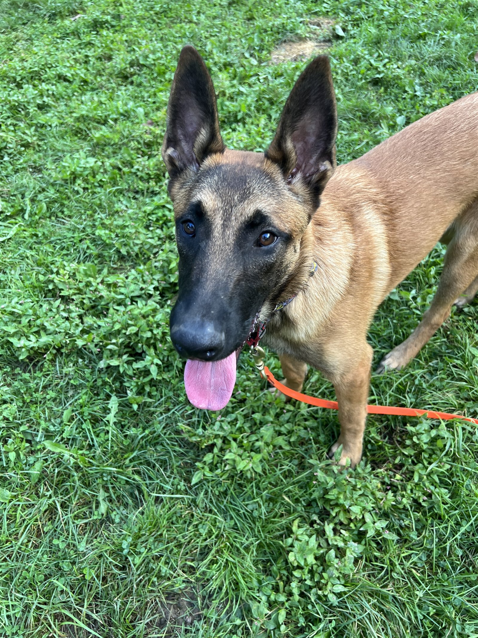 adoptable Dog in Amherst Junction, WI named Kate - PA