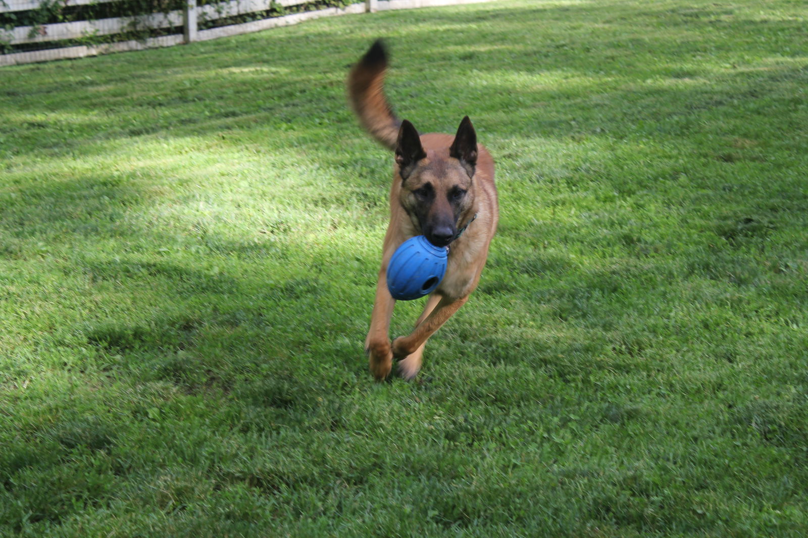 adoptable Dog in Amherst Junction, WI named Peighton - PA