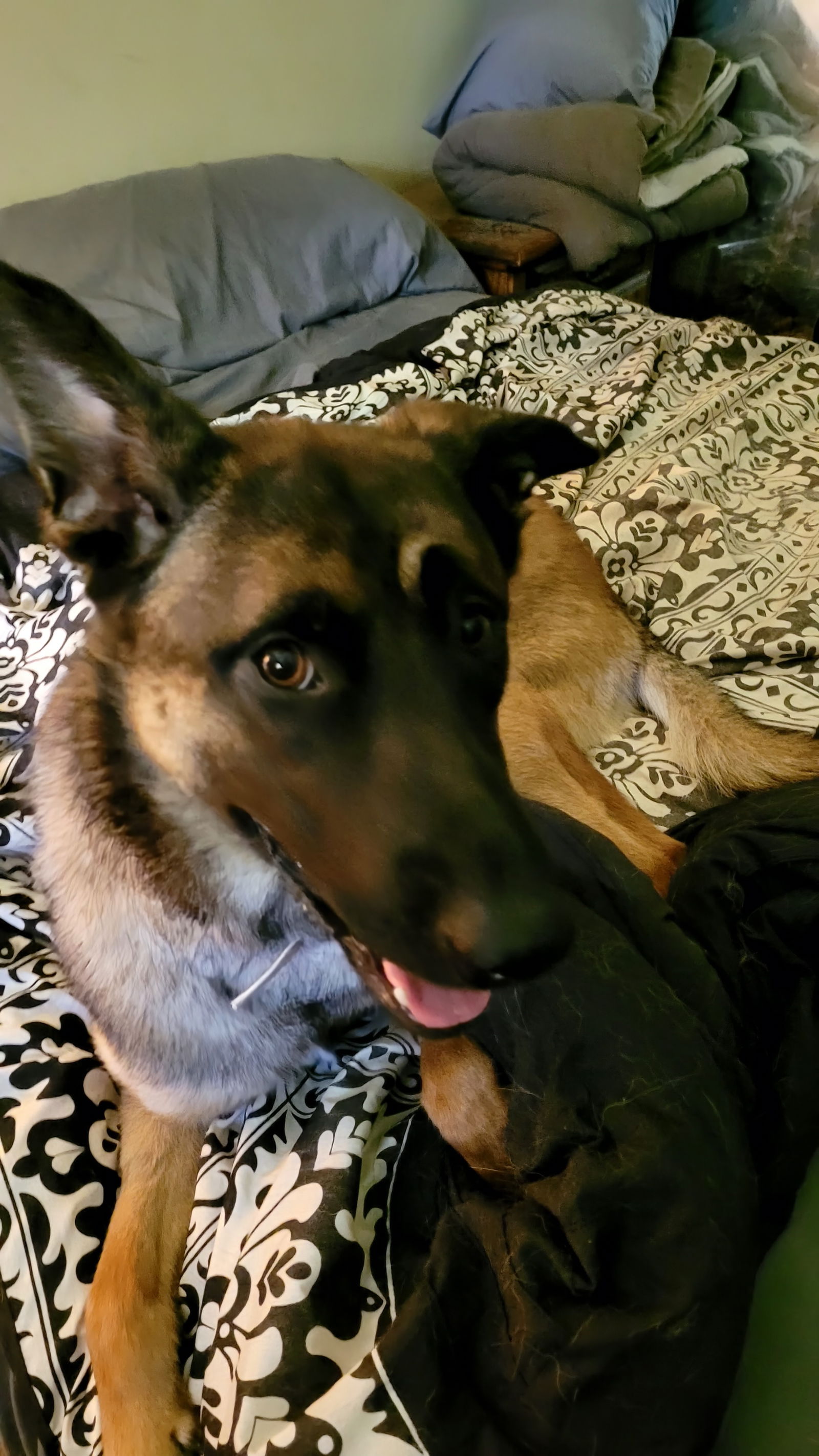 Dog for Adoption - Czara - PA, a Belgian Shepherd Malinois in Spencer ...