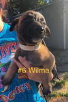 Wilma - TX