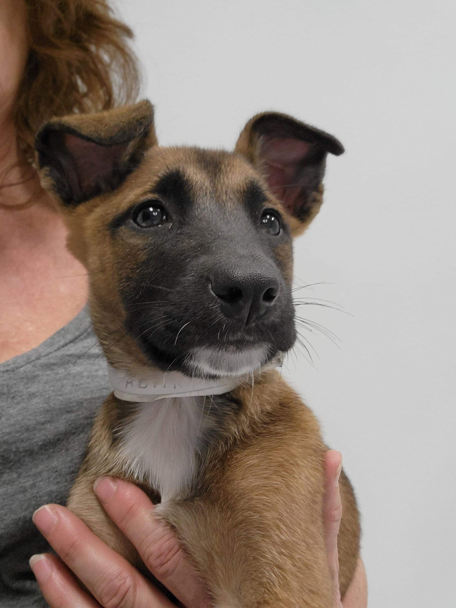 Dog for Adoption Fiona TX, a Belgian Shepherd Malinois in Marathon