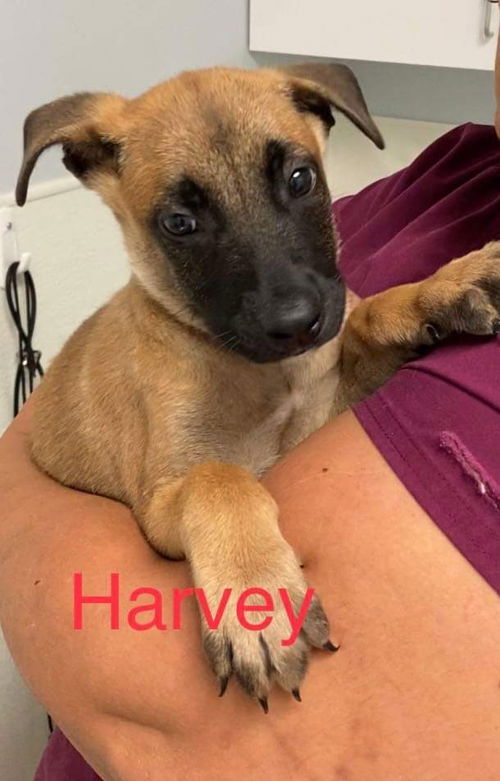 Harvey - WI - TX