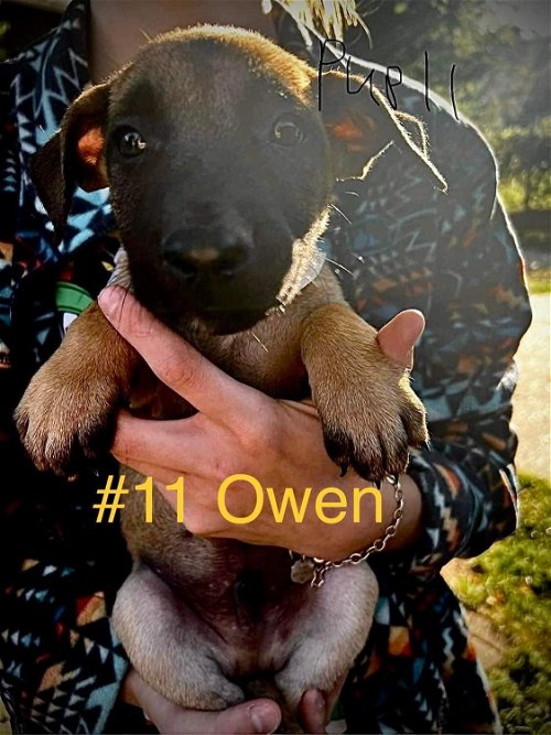 Owen - TX