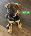 Stella - TX