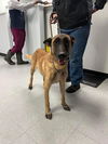 adoptable Dog in  named Prim - TX