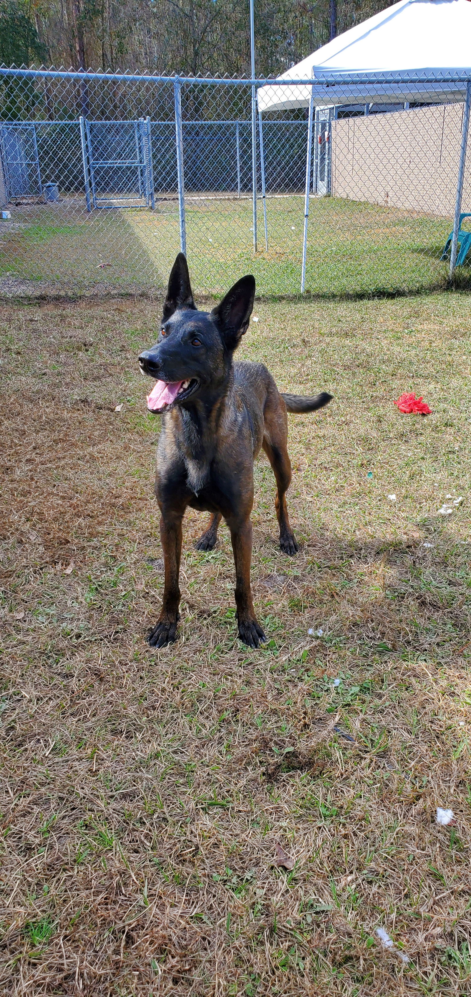 adoptable Dog in Amherst Junction, WI named Hansel - MI