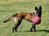 adoptable Dog in Amherst Junction, WI named Cinder - MI