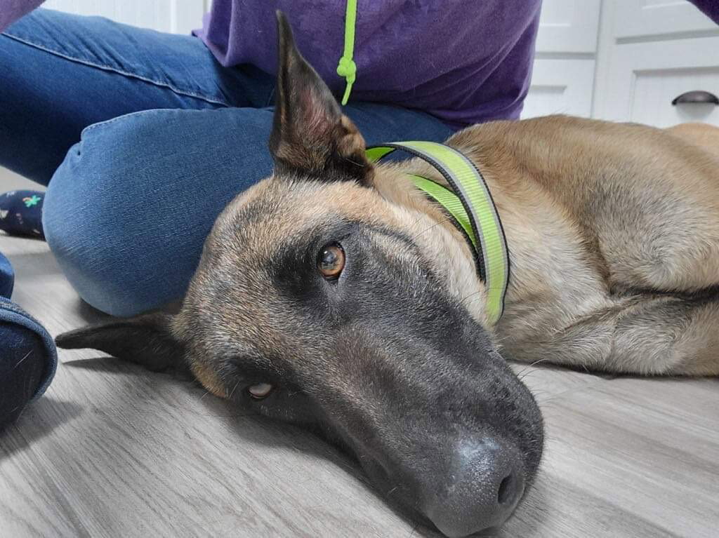 Dog for Adoption Cypress 2 TX, a Belgian Shepherd Malinois in Wautoma, WI Alpha Paw