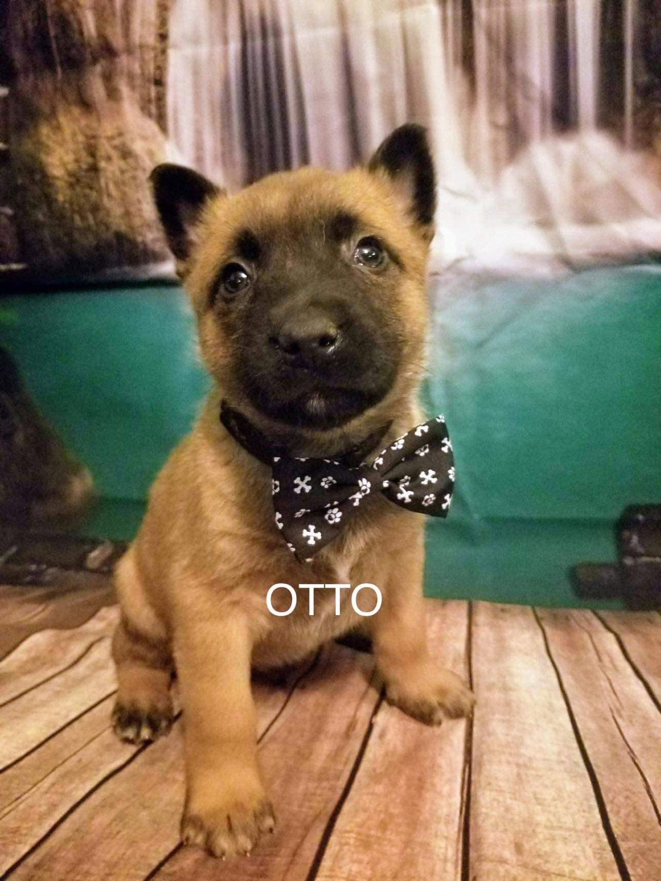 Dog for Adoption Otto TX, a Belgian Shepherd Malinois in
