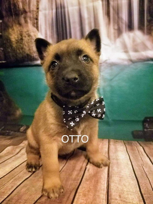 Otto - TX