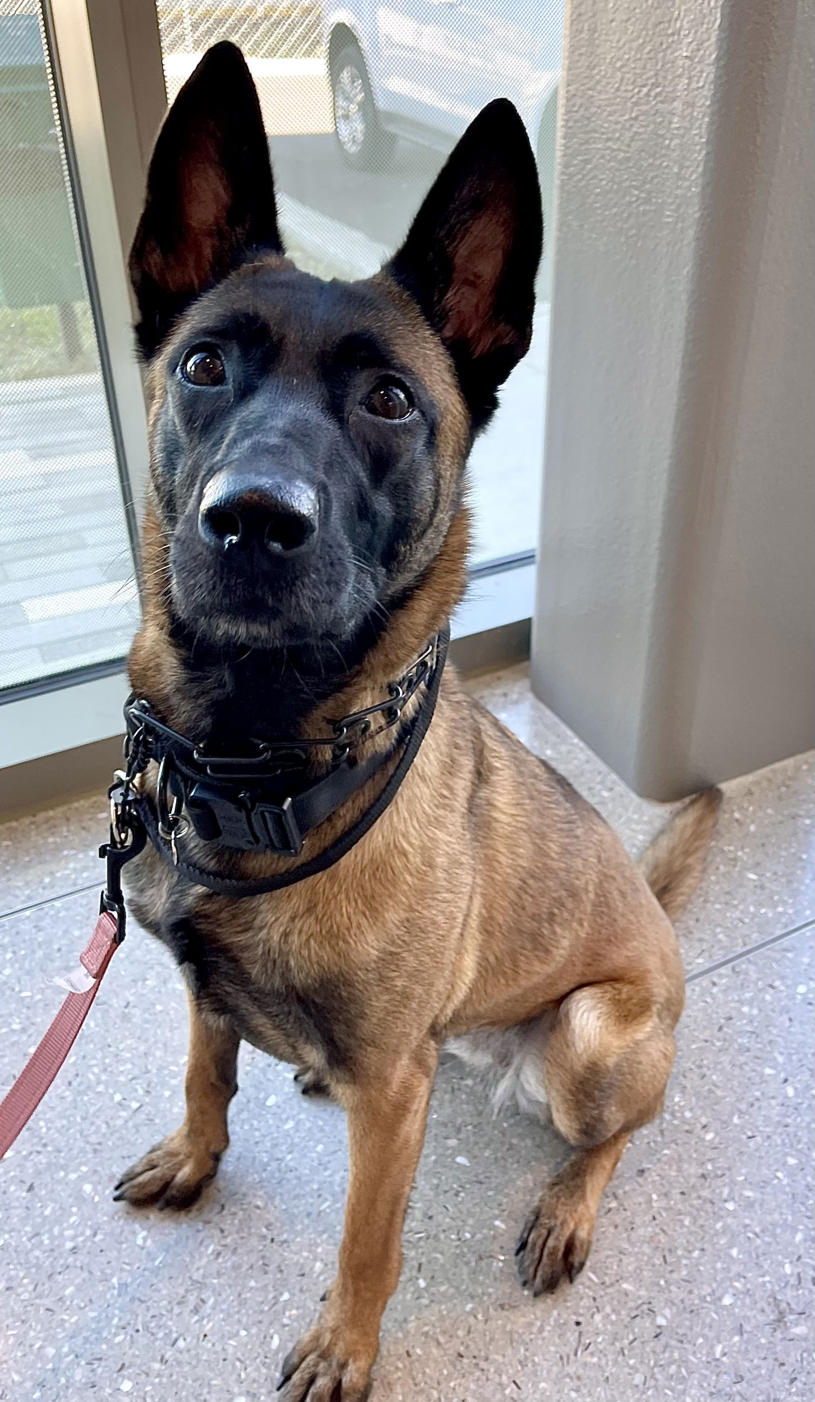 adoptable Dog in Amherst Junction, WI named Ziva-WI