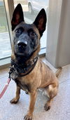 adoptable Dog in Amherst Junction, WI named Ziva-WI