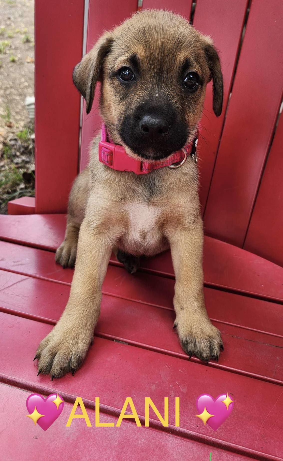 Dog for Adoption Alani TX, a Belgian Shepherd Malinois in Rib