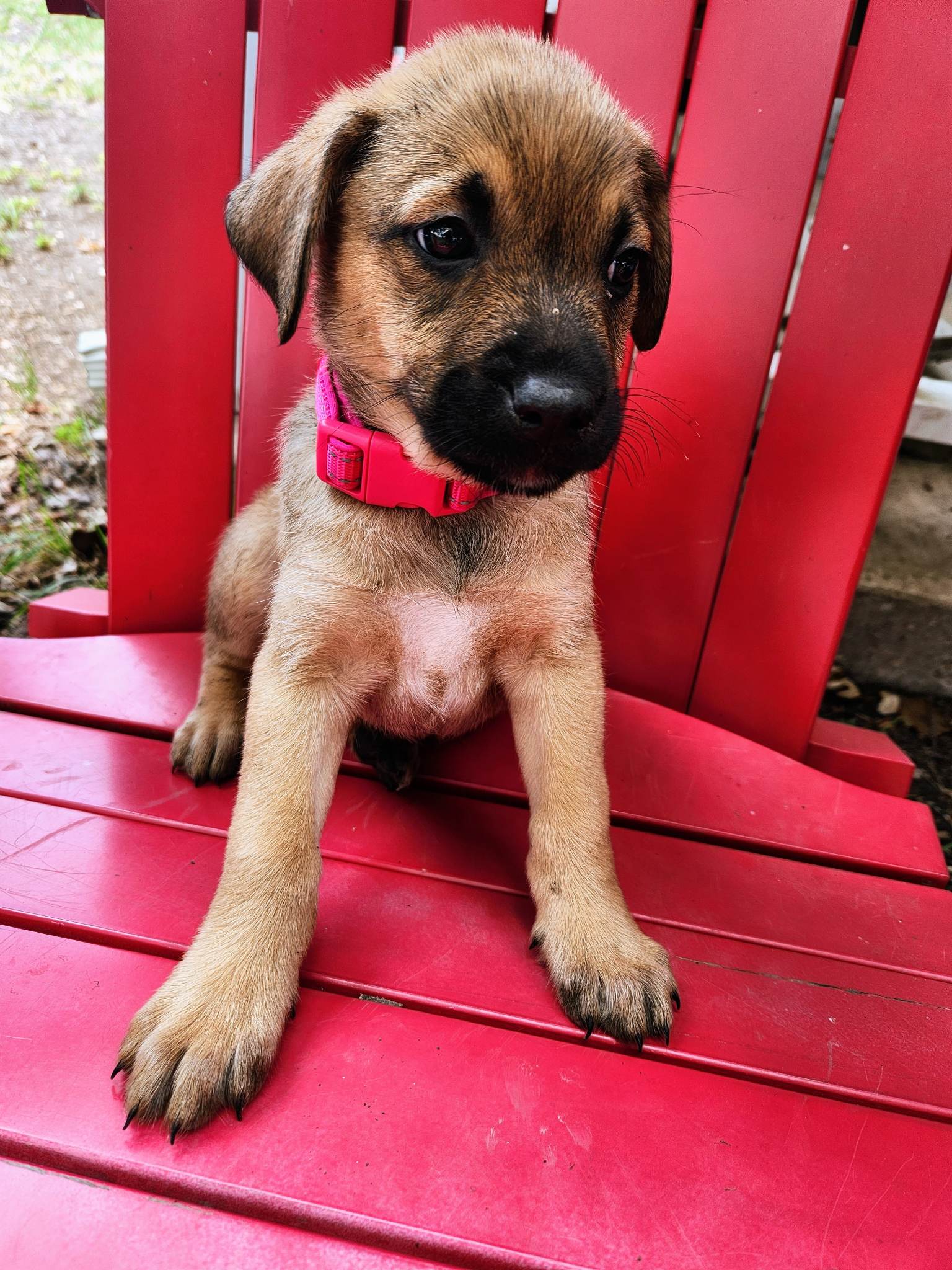 Dog for Adoption Alani TX, a Belgian Shepherd Malinois in Rib