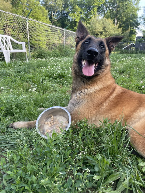 Gray- NJ, an adoptable Belgian Shepherd Malinois in Amherst Junction, WI