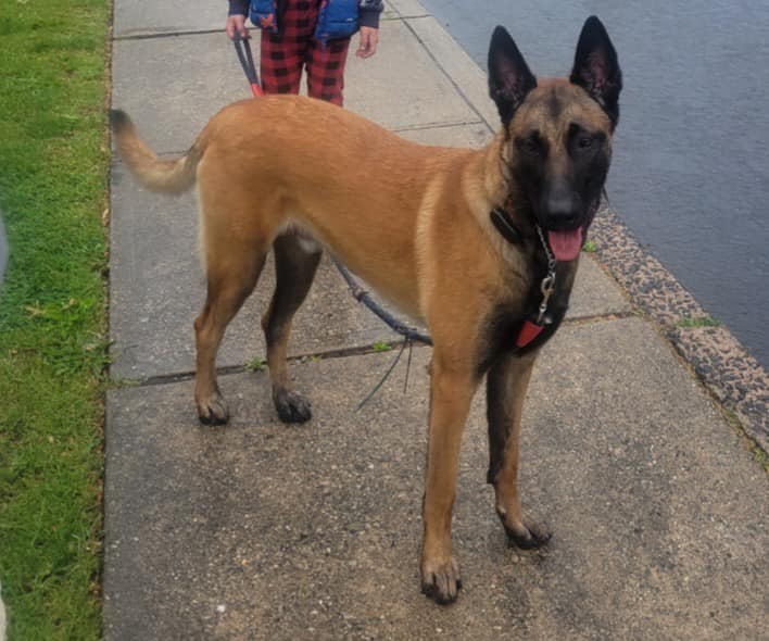 Dog for Adoption Argos NY, a Belgian Shepherd Malinois in Stratford
