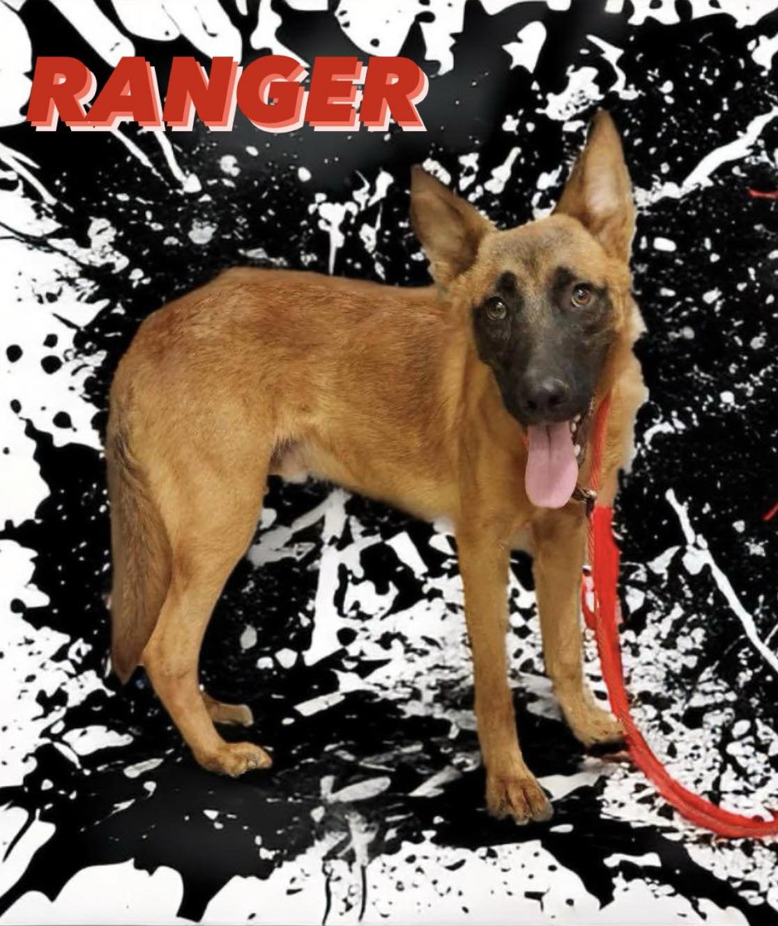 adoptable Dog in Amherst Junction, WI named Ranger2 - TX