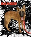 adoptable Dog in  named Ranger2 - TX