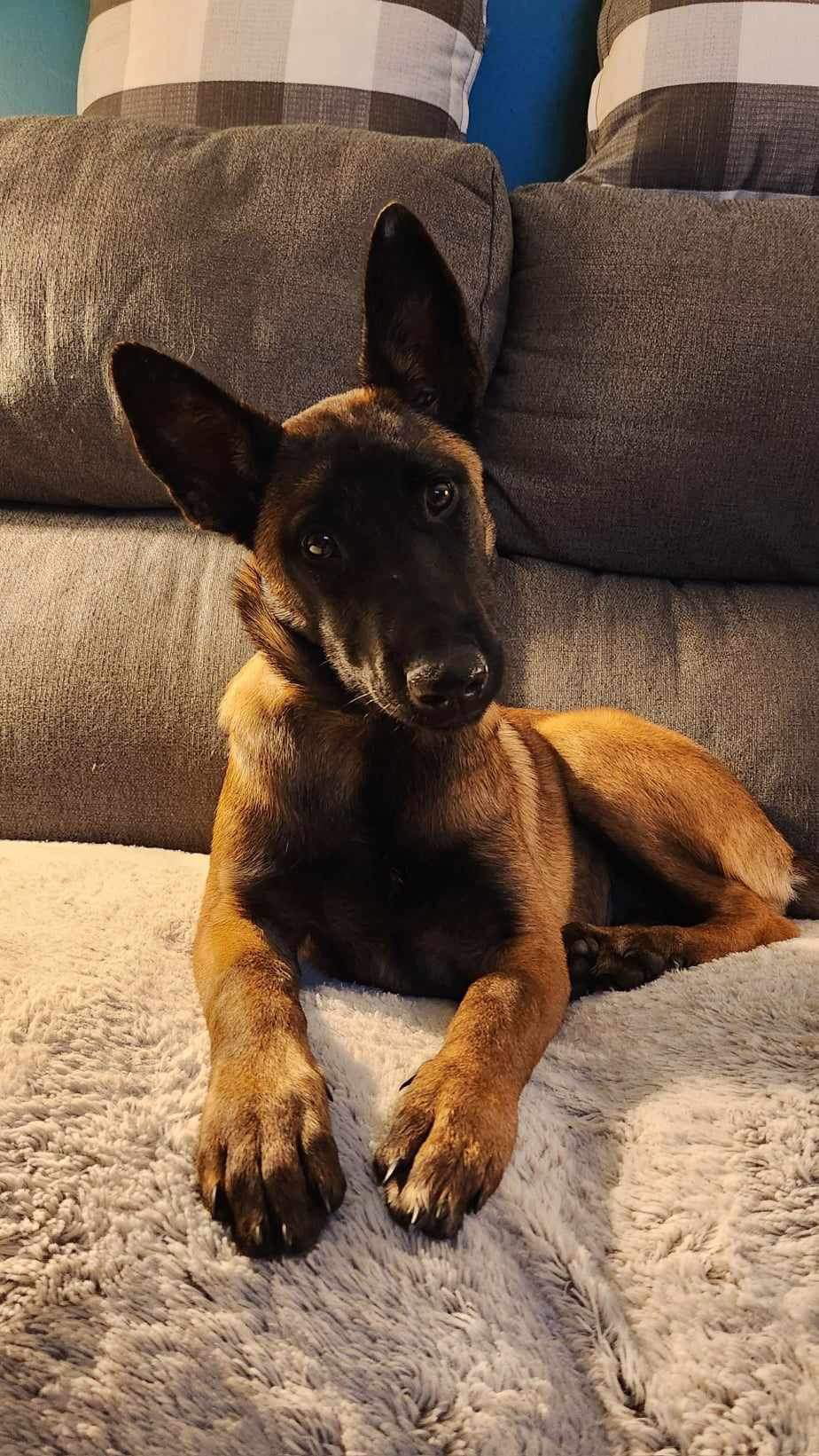 Pepper Potts - PA, Belgian Shepherd Malinois