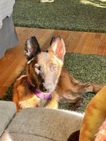 adoptable Dog in Amherst Junction, WI named POSIE (Mariposa) - OH