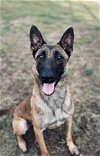 adoptable Dog in amherst, WI named Cairo - KY