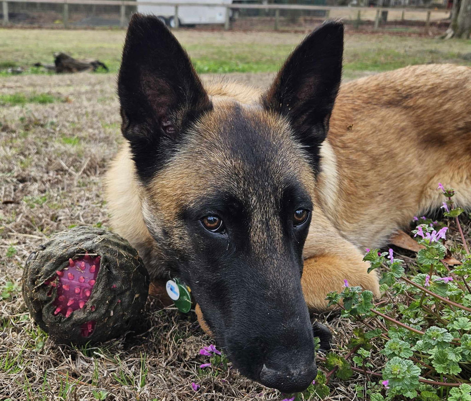 adoptable Dog in Amherst Junction, WI named Hal-NC