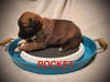 Rocket - TX