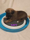 Katy - TX
