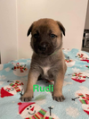 Rudi TX