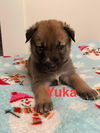 Yuka TX